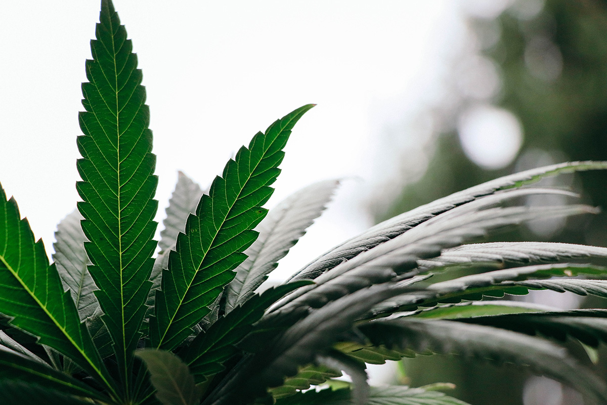 The Pros And Cons For Indoor Vs Outdoor Cannabis Grows - Chizle